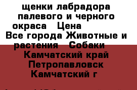 щенки лабрадора палевого и черного окраса › Цена ­ 30 000 - Все города Животные и растения » Собаки   . Камчатский край,Петропавловск-Камчатский г.